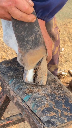 The craftsman is repairing a donkey's leg. | Cut toenails videos