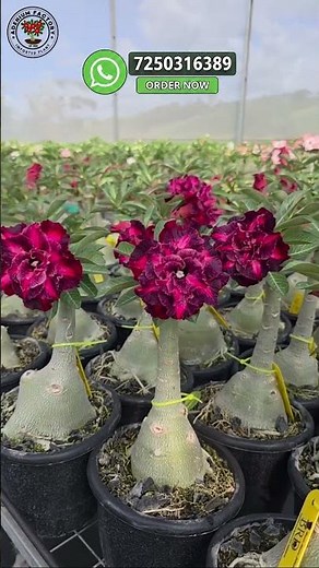 Rare Imported Adenium Plant Online Shopping 🪴 #adenium #plants #flowers #garden