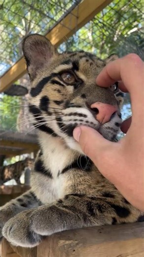 Clouded Leopard teeth check #leopard #nature