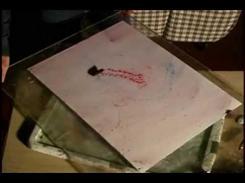 Bug Art by Steven Kutcher - Video (excerpts)