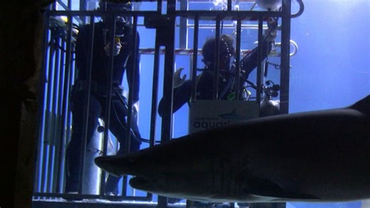 Swimming with sharks