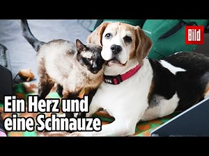 Ältestes Tierheimpaar sucht neues Zuhause | Berlin