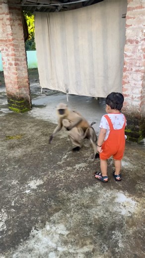 Thumba Thumba – Part 129 💥😜😼#divyanshaurlangurkiyaari #monkey #hanuman