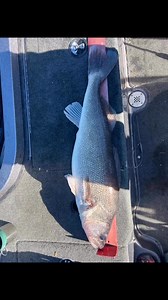 🚨 WALLEYE BRAWL 🚨 Welcome to the jungle! Colorado Walleyes and the anglers that pursue them are no joke! Week one is in the books and 10 pounds leads it. #walleye #walleyefishing #walleyetournament #walleyenation #Colorado #coloradowalleye #Colorado #fishing #coloradofishing | All Eyes On Fishing Podcast/CWT