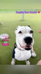 It was not the update we were hoping for… 💔 Our good boy VIDAR obtained a second opinion and further examination of a tumor and prolapsed rectum. Unfortunately, in addition to those medical concerns, a large mass was discovered in Vidar’s chest which has been diagnosed as lymphoma. As a result, Vidar cannot have his tumor removed because he is not a candidate for surgery. Vidar is truly hospice at this point. He is not suffering right now but we are not sure for how long. For the time being, Vi