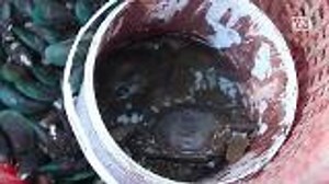 Farmer enjoys stable soft shell crab prices