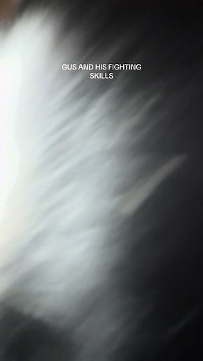 Gus has few and far between skills when it comes to wrestling or fighting. Wilbur is over it #bernesemountaindog #dogsoffacebook #doggydaycarelife | Walt and Gus The Bernese Mountain Dogs