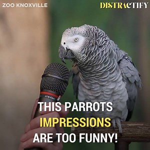 This is one heckin' smart parrot! | Distractify