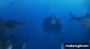 Monkey swimming underwater on Make a GIF