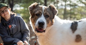 North Carolina Adoptable Dogs