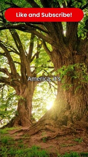 The Tree That Explodes: Sandbox Tree’s Deadly Fruit #shorts