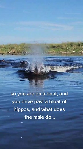 Hippo Charging in Water: A Wild Safari Experience