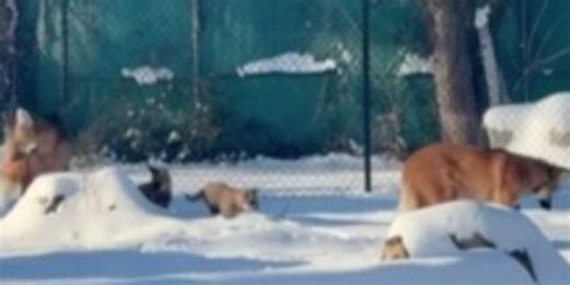 Dickerson Park Zoo wolf pups experience first snow