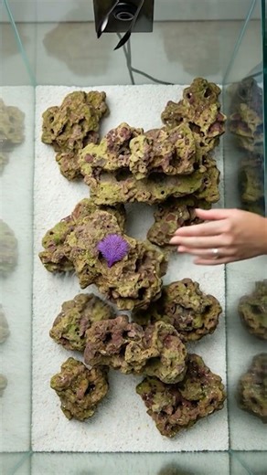 I Built a LIVING Ocean in My Coffee Table! 🐠💎 #aquarium #woodworking #smarthome #satisfying #diy
