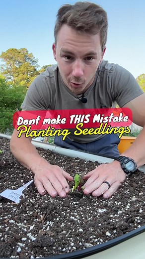 Planting Seedlings: Transitioning for Success