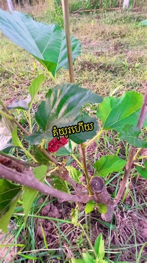 ក្តីសុខ🥹#tewtew🧚‍♀️ #ahrunrasthmey