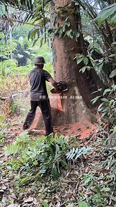 1.2M views · 11K reactions | Amazing tree cutting skills #chainsaw #wood #skills | Mukhlis Alies | Facebook