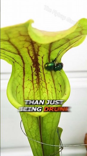 The Pitcher Plant's Trick