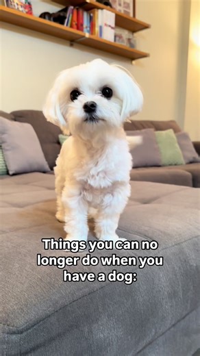 Adorable Maltese Dog Moments to Brighten Your Day