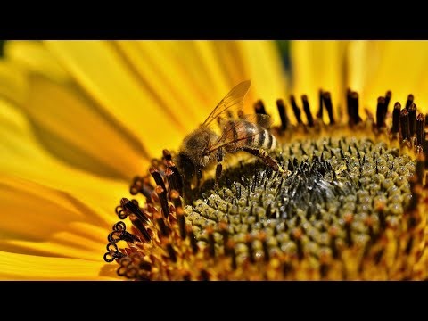 Nature Sounds & Bees 🐝 | Relaxing Instrumental Music | 1 Hour of Calm