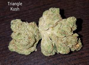 Triangle Kush | Marijuana Strain Reviews