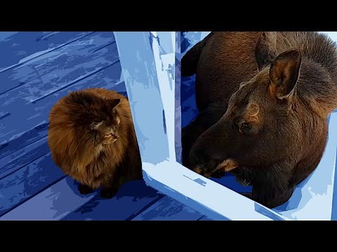 Heartwarming Story of a Cat & Moose Bonding