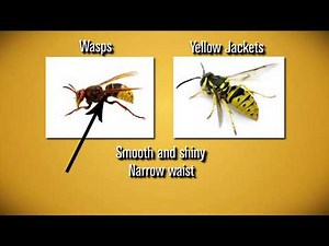 What's the difference between bees and wasps?