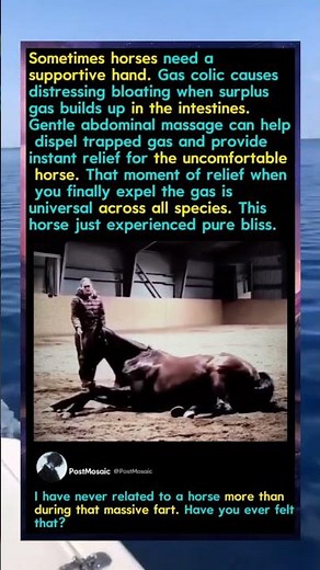 The Ultimate Relief Routine This Horse Destperately NEEDED! 🐴 #Funny #Nature #Animals