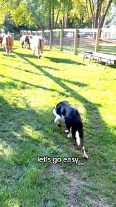 41K views · 1.6K reactions | Blaze the Herding Dog was a Rockstar in the Field!! #fluffyfeatherfarm #farm #farmlife #fluffycows #farmers | Fluffy Feather Farm | Facebook