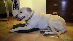 239K views · 6.6K reactions | Keep your Dog or Cat warm and toasty this winter with the Body Glove Warming Mat! It's durable and made to last for many seasons to come! **On Sale Today** Click to Get Yours>>> www.coupaw.us/1uoWStp | The Animal Rescue Site by GreaterGood | Facebook