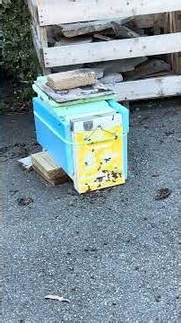 Something Is Killing My Bees | Beekeeping