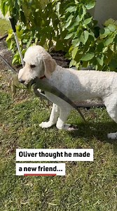 Dog Gets Iguana #dogs #iguanas #dogvideos | Reader's Digest