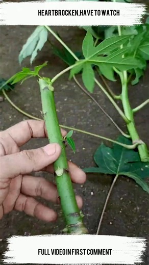 112K views · 395 reactions | easy and fast method to propagate and grow papaya fruit trees #garden #fruits #papayafruit | Tree Gardens | Facebook