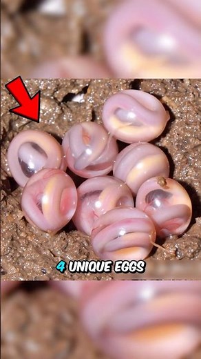 Most Unique Animal Eggs You’ve Never Seen Before 🥚😱🤯