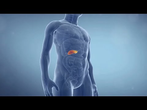 Pancreas and insulin function journey - 3D Animation
