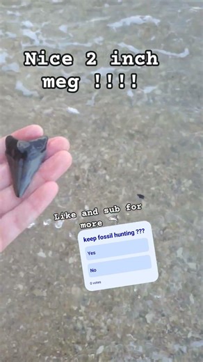 nice megladon tooth found while fossil hunting #shorts #explore #discover