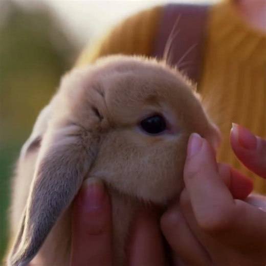 ✩⋆⁺₊✧✴ASMR Rabbit in hand #relax #relaxing