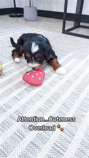 Cuteness Overload | Mini Bernedoodle #playtime #cutenessoverload #puppy #bernedoodle #lovedogs #vibe