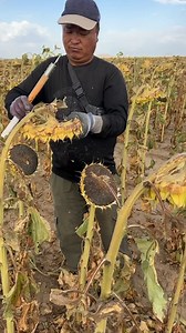 sunflower seeds harvest season | Bee Scenes