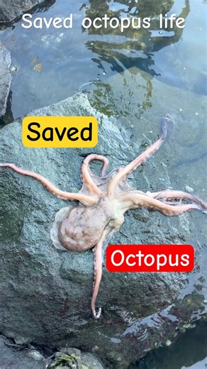 Rescue mission: Octopus life safely…#shortsfeed #octopus