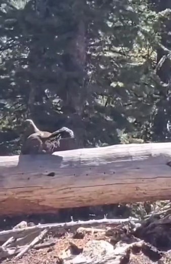 Hilarious Tour Guide Jokes for Nature Lovers!