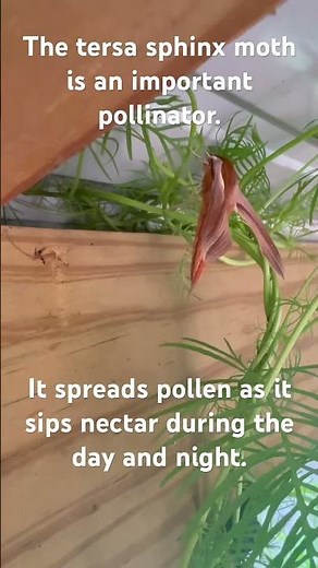 The Tersa Sphinx Moth