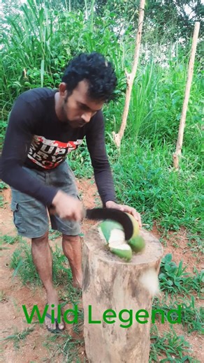 “Organic Coconut Harvest & Cutting 🌴 | Tropical Superfruit Skills | Nature Lifestyle” Watch this organic coconut harvesting & cutting video 🌴 Straight from the farm, this tropical superfruit is packed with vitamins, natural energy, and Ayurvedic health benefits. Learn how to harvest and cut coconuts like a pro, enjoy the natural sound and freshness, and explore the organic lifestyle. Perfect for nature lovers, tropical fruit enthusiasts, and healthy living fans. 📍#OrganicCoconut #TropicalFrui