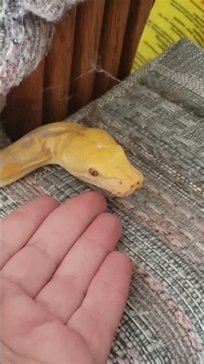 friendly baby Lavender Albino Reticulated Python