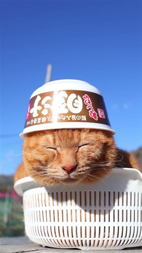 あじわい豚汁うどん 260306 #のせ猫 #cat #ネコ #cute #猫のいる暮らし #ねこ #猫 #cutecat #猫のいる生活