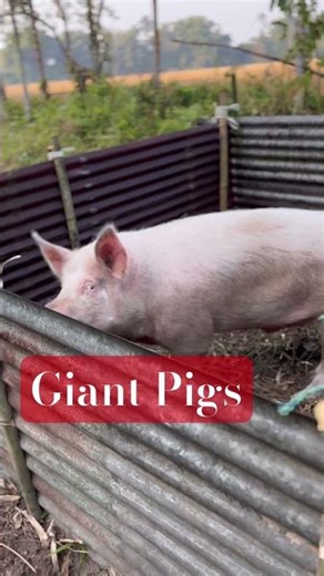 Giant pigs // #animalshorts