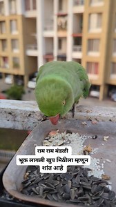 16K views · 458 reactions | Neeta Kumbhar on Reels | Facebook