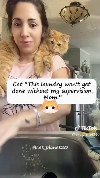 The cat interrupted my work😂 #catlover #funnytiktok #cats #funny