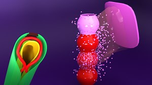 Premium CardioVascular Embryology 3D MasterClass