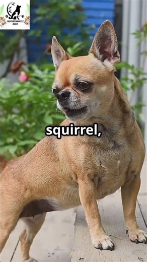 Chihuahua EXPOSED! 😱 👀🐕 The Tiny Dog With a BIG Secret! #cihuahua #animals #dogs
